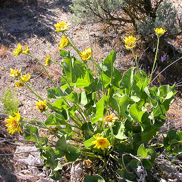 Balsamorhiza plant at shrub-steppe site on Road 15 at Beverly-Burke Road, SW Grant County, Washington