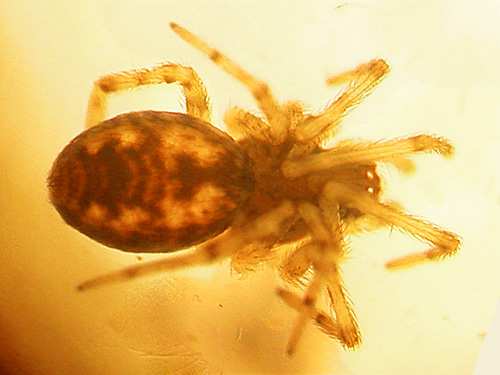Argenna obesa spider from Eleagnus litter, on Beverly-Burke Road, SW Grant County, Washington