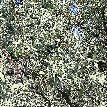 Russian Olive foliage on Beverly-Burke Road, SW Grant County, Washington