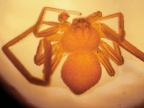 spider Ebo evansae from Russian olive litter on Beverly-Burke Road, SW Grant County, Washington