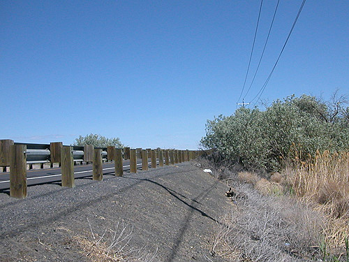 guardrail across from Eleagnus thicket on Beverly-Burke Road, SW Grant County, Washington