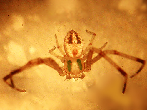 male crab spider Misumenops lepidus from shrub-steppe site on Road 15 at Beverly-Burke Road, SW Grant County, Washington