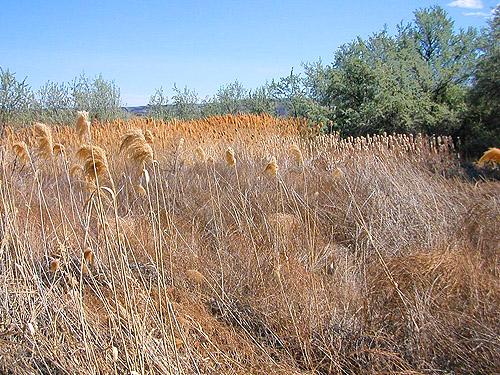 Marsh across the road from Russian olive grove on Beverly-Burke Road, SW Grant County, Washington