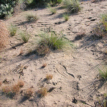 bare open ground at shrub-steppe site on Road 15 at Beverly-Burke Road, SW Grant County, Washington