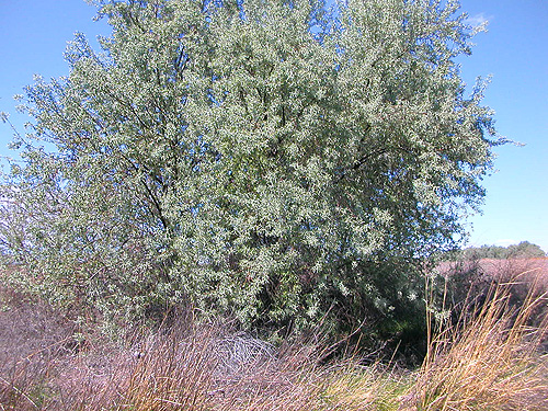 Russian Olive tree, outlier of thicket on Beverly-Burke Road, SW Grant County, Washington