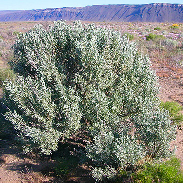 sagebrush in shrub-steppe site on Road 15 at Beverly-Burke Road, SW Grant County, Washington