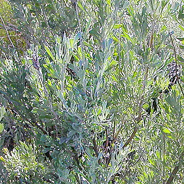 sagebrush foliage, shrub-steppe site on Road 15 at Beverly-Burke Road, SW Grant County, Washington