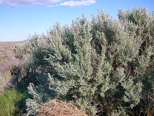 sagebrush in shrub-steppe site on Road 15 at Beverly-Burke Road, SW Grant County, Washington