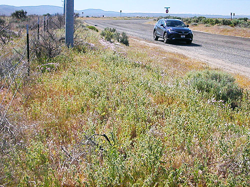 meadowlike part of shrub-steppe site on Road 15 at Beverly-Burke Road, SW Grant County, Washington
