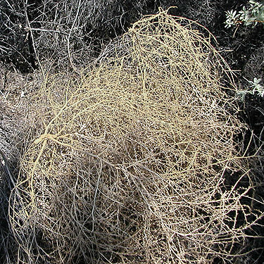tumbleweed in Russian olive thicket on Beverly-Burke Road, SW Grant County, Washington