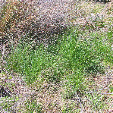 grassy understory of Russian olive grove on Beverly-Burke Road, SW Grant County, Washington