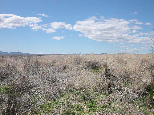 steppe land taken over by Russian thistle on Beverly-Burke Road, SW Grant County, Washington