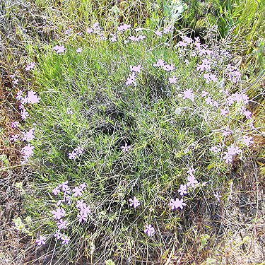 wildflower, shrub-steppe site on Road 15 at Beverly-Burke Road, SW Grant County, Washington