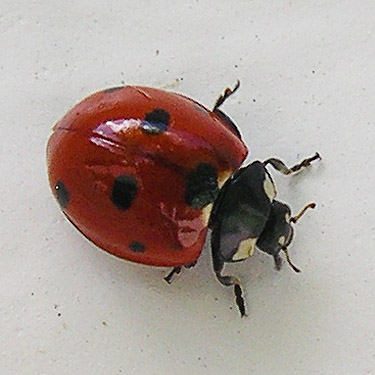 coccinellid beetle Adalia bipunctata on Church building, Bethel Church Cemetery, Ridgefield, Clark County, Washington