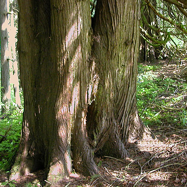red cedar Thuja plicata trunk, Bethel Church Cemetery, Ridgefield, Clark County, Washington