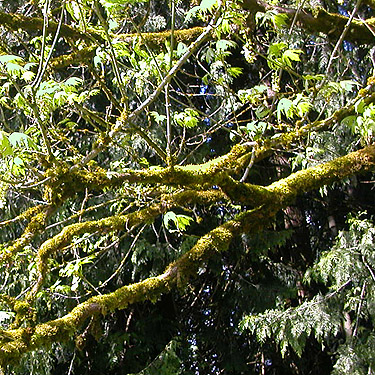 mossy maple branches, Bethel Church Cemetery, Ridgefield, Clark County, Washington