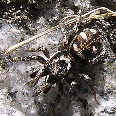 jumping spider Salticus scenicus, Bethel Church Cemetery, Ridgefield, Clark County, Washington