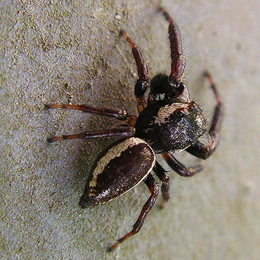 jumping spider male Eris militaris on bridge, Bedal Campground, Snohomish County, Washington