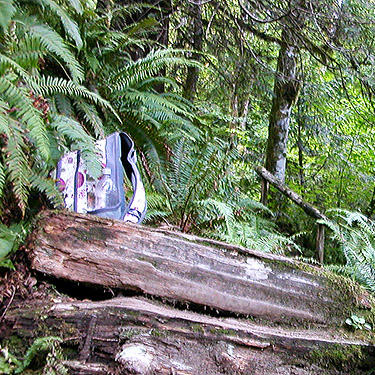 ferns in gorge, North Fork Sauk Falls, North Fork Sauk River, Snohomish County, Washington