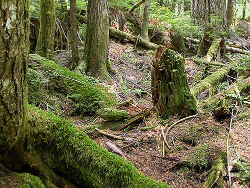forest floor, Bingley Gap Trailhead, North Fork Sauk River, Snohomish County, Washington