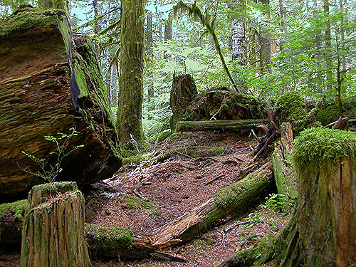 giant log, Bingley Gap Trailhead, North Fork Sauk River, Snohomish County, Washington