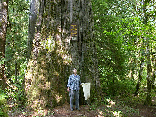 Laurel Ramseyer in front of giant cedar, Engles Memorial Grove, North Fork Sauk River, Snohomish County, Washington