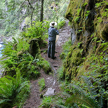 Laurel with trailside ferns, North Fork Sauk Falls, North Fork Sauk River, Snohomish County, Washington