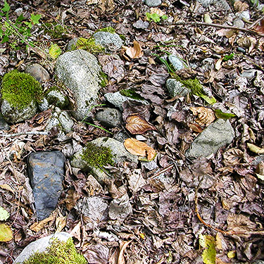 leaf litter, Bedal Campground, Snohomish County, Washington