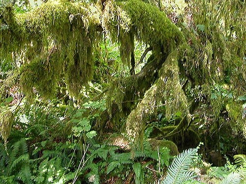 moss on trees and branches, Bedal Campground, Snohomish County, Washington