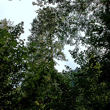 tall trees, Engles Memorial Grove, North Fork Sauk River, Snohomish County, Washington