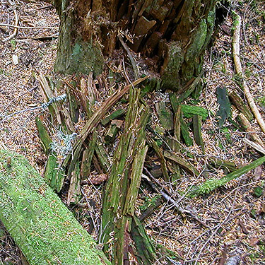 dead wood on forest floor, Bingley Gap Trailhead, North Fork Sauk River, Snohomish County, Washington