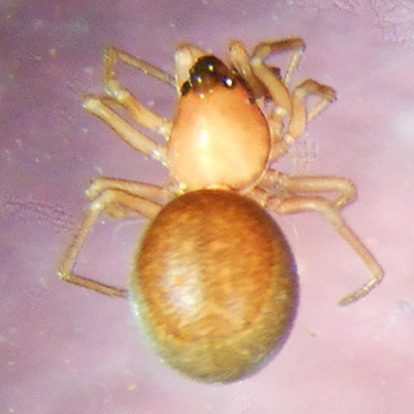 male spider Ceraticelus atriceps, Big Meadow Lake, Pend Oreille County, Washington