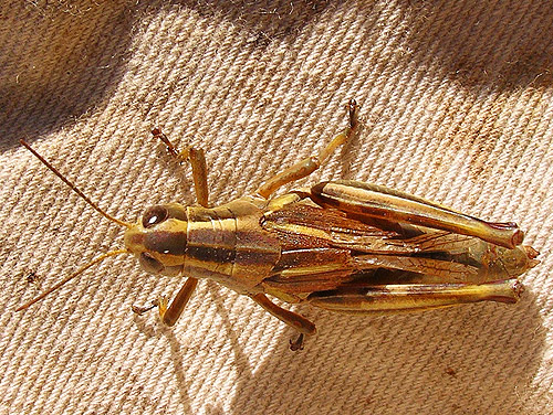 grasshopper Melanoplus bivittata