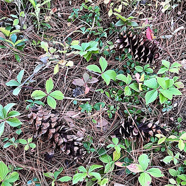 western white pine cones, Big Meadow Lake, Pend Oreille County, Washington