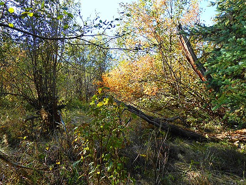 fall color in marsh fringe, Big Meadow Lake, Pend Oreille County, Washington