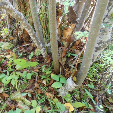 alder litter by tower, Big Meadow Lake, Pend Oreille County, Washington