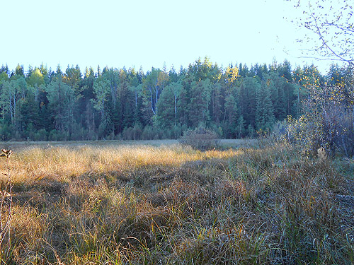 marsh meadow along Meadow Creek below Big Meadow Lake, Pend Oreille County, Washington