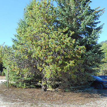 multi-species tree clump in parking lot, Big Meadow Lake, Pend Oreille County, Washington