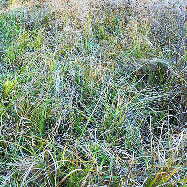 sedge & grass in marsh meadow, Big Meadow Lake, Pend Oreille County, Washington