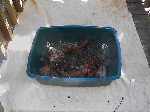 alder litter in sifter at tower, Big Meadow Lake, Pend Oreille County, Washington
