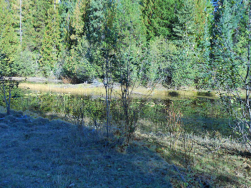 small marsh beside Big Meadow Lake, Pend Oreille County, Washington