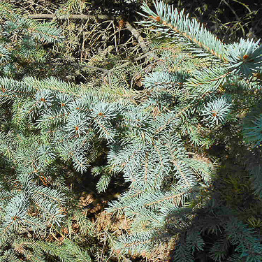 engelmann spruce foliage, Big Meadow Lake, Pend Oreille County, Washington