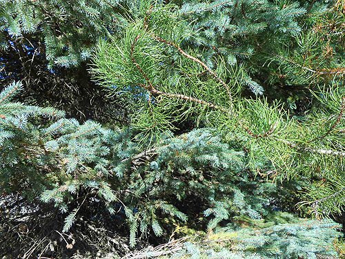 spruce and pine foliage, Big Meadow Lake, Pend Oreille County, Washington