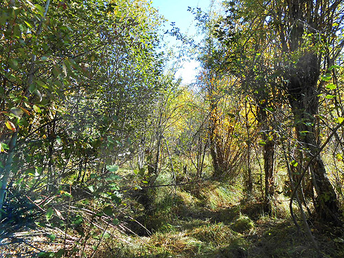 swampy fringe of marsh, Big Meadow Lake, Pend Oreille County, Washington