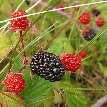 fruits of trailing blackberry Rubus ursinus, center of Birch Point peninsula, Whatcom County, Washington
