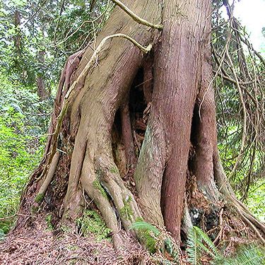 red cedar bole, Birch Point, Whatcom County, Washington