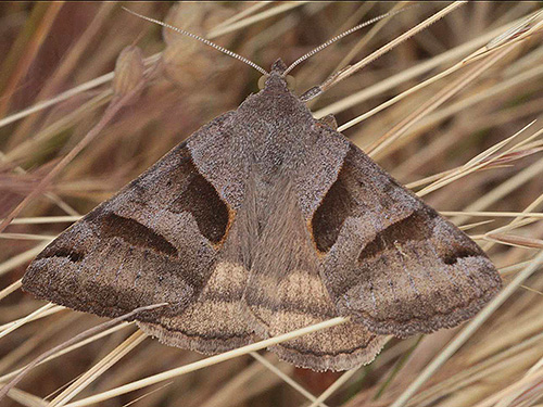 noctuid moth Caenurgina erechtea, center of Birch Point peninsula, Whatcom County, Washington
