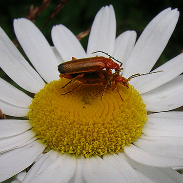 cerambycids mating on a daisy, center of Birch Point peninsula, Whatcom County, Washington