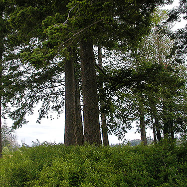 Douglas-fir in tree grove, center of Birch Point peninsula, Whatcom County, Washington