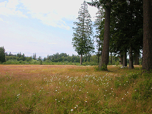 edge of tree grove and grassland, center of Birch Point peninsula, Whatcom County, Washington